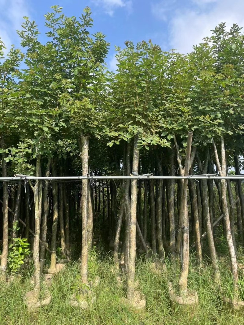 黄花风玲木3-4-5分大量岀售绿美优选品种