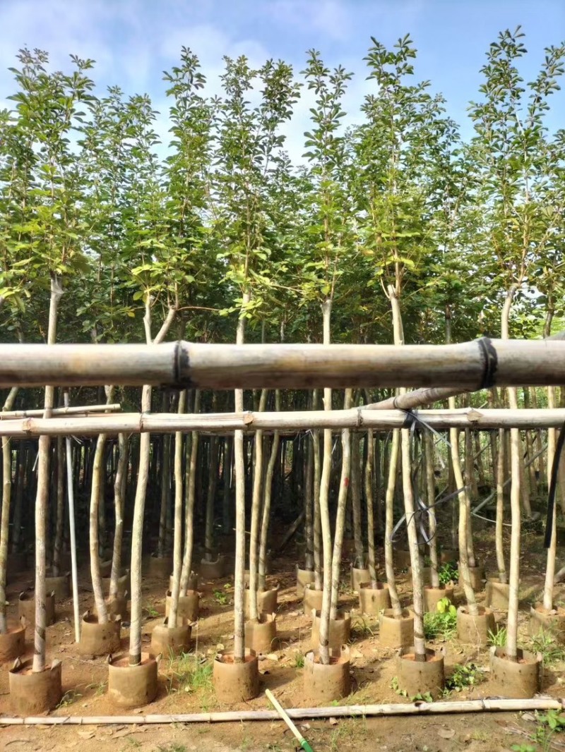 黄花风玲木3-4-5分大量岀售绿美优选品种