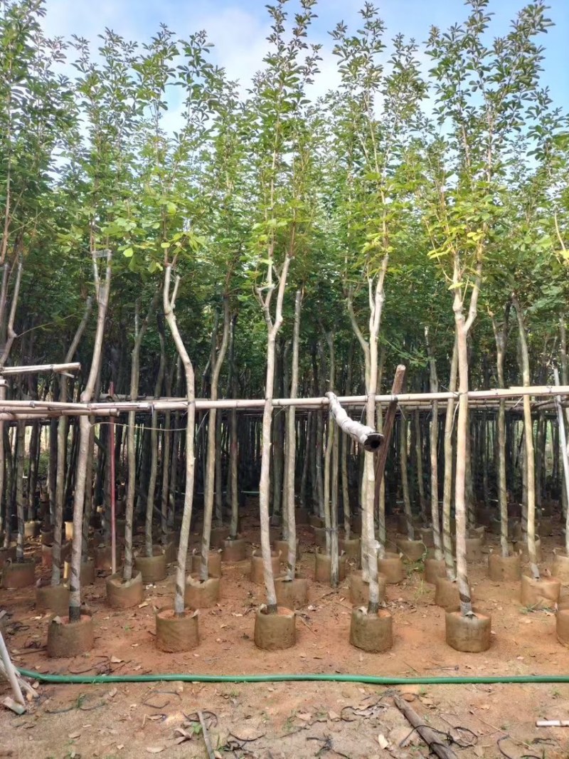 黄花风玲木3-4-5分大量岀售绿美优选品种
