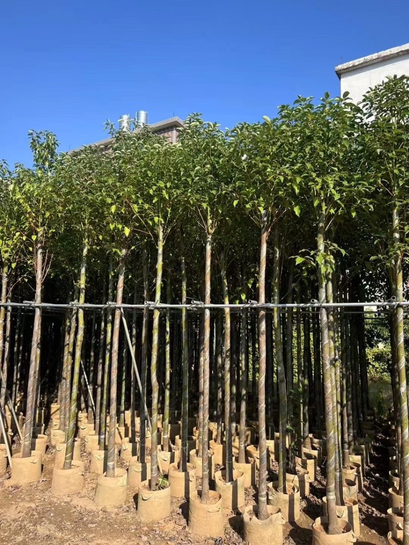 香樟3-4-5分大量低价岀售绿美优选品种