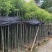 香樟3-4-5分大量低价岀售绿美优选品种