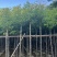 香樟3-4-5分大量低价岀售绿美优选品种