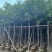 香樟3-4-5分大量低价岀售绿美优选品种