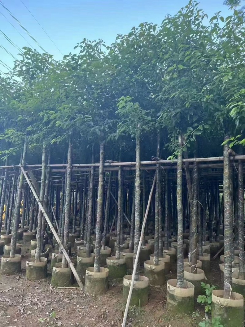 香樟3-4-5分大量低价岀售绿美优选品种