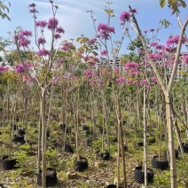 紫花风玲木3-4-5分大量岀售绿美优选品种
