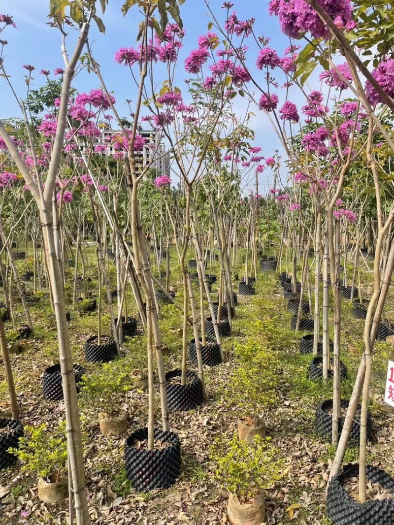 紫花风玲木3-4-5分大量岀售绿美优选品种