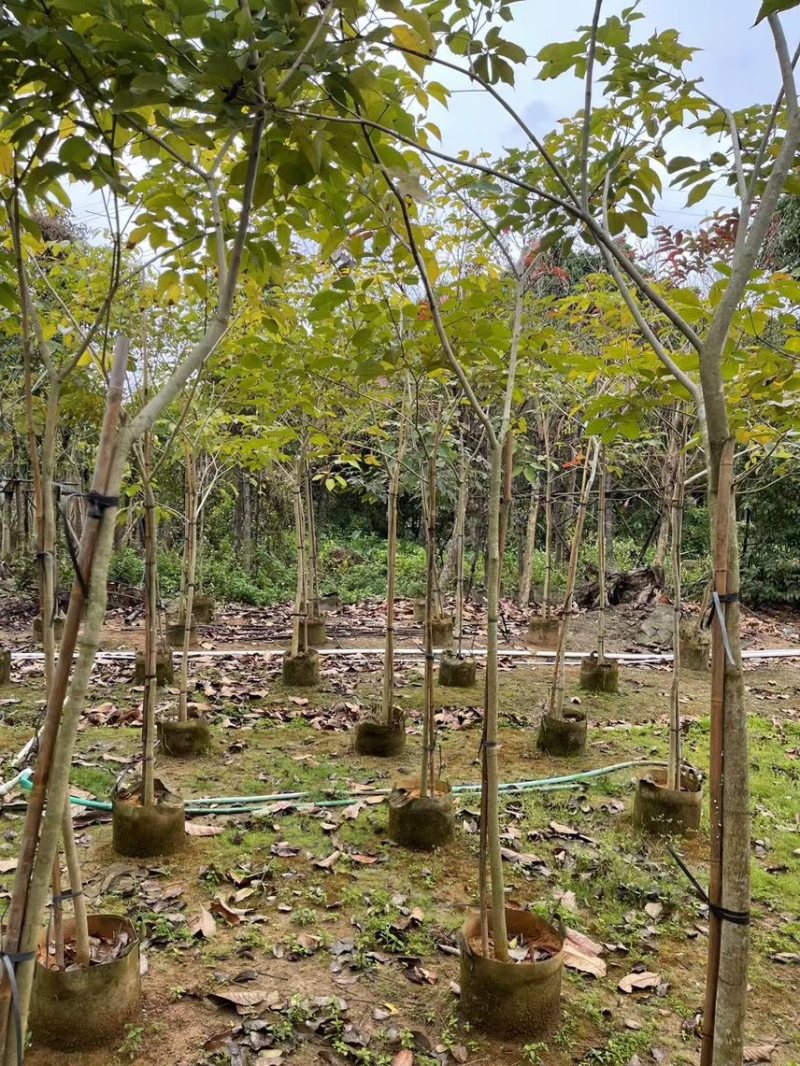 紫花风玲木3-4-5分大量岀售绿美优选品种