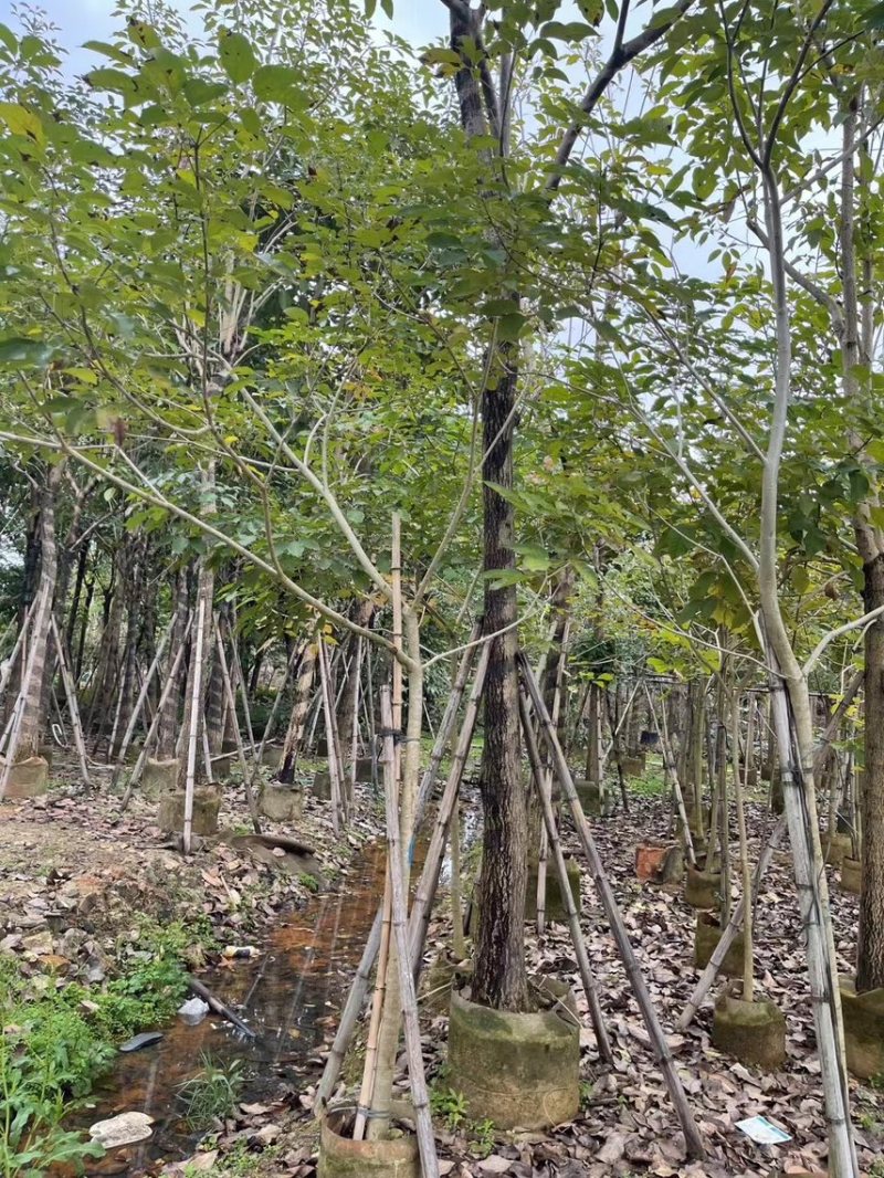 紫花风玲木3-4-5分大量岀售绿美优选品种