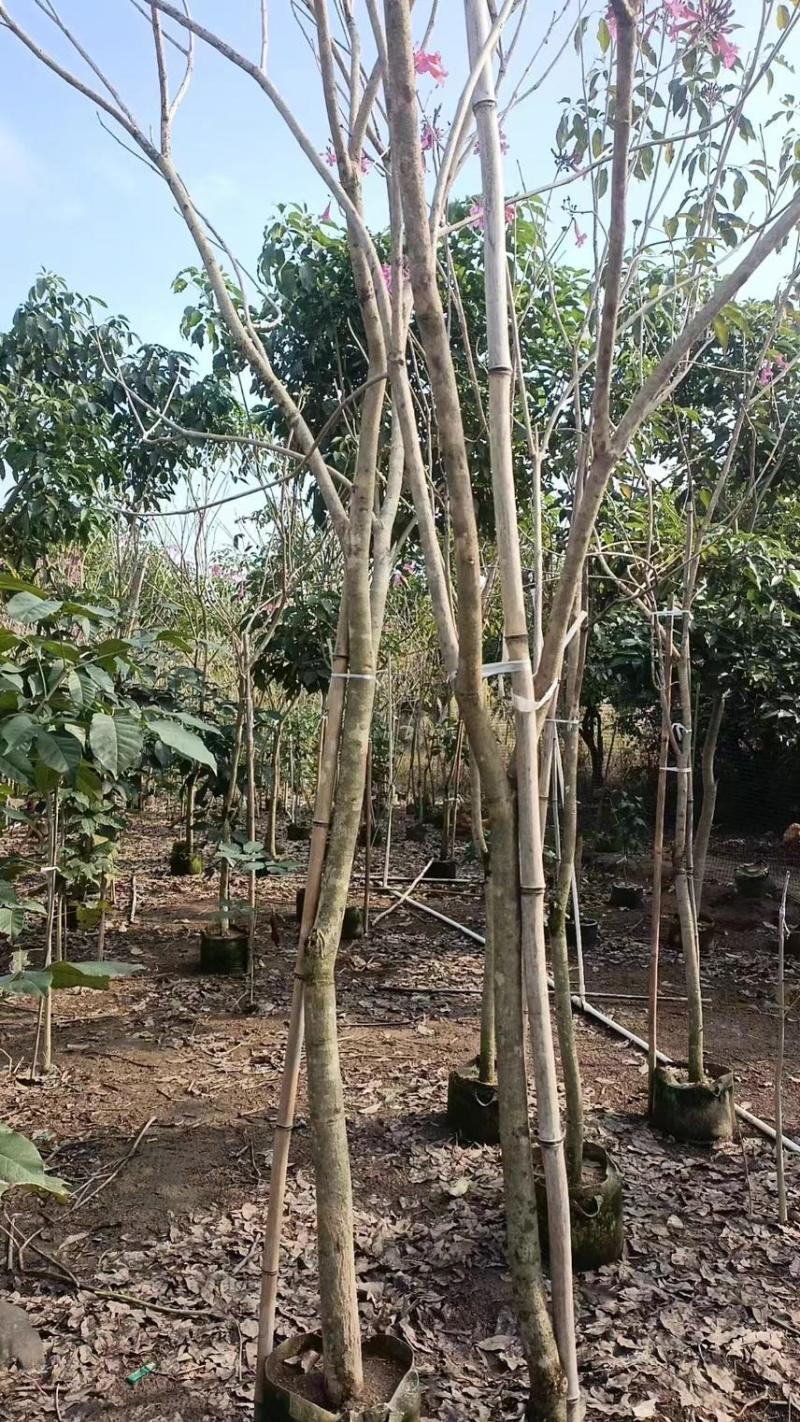 紫花风玲木3-4-5分大量岀售绿美优选品种
