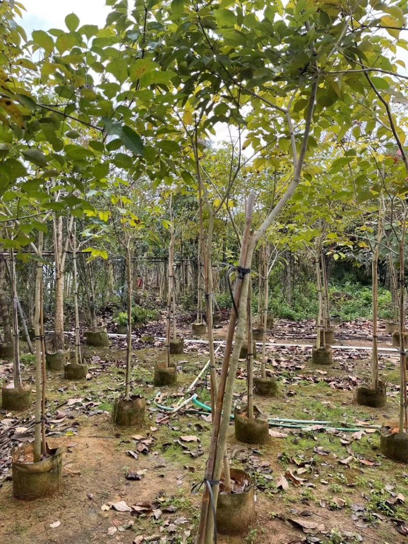 紫花风玲木3-4-5分大量岀售绿美优选品种