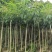 紫花风玲木3-4-5分大量岀售绿美优选品种