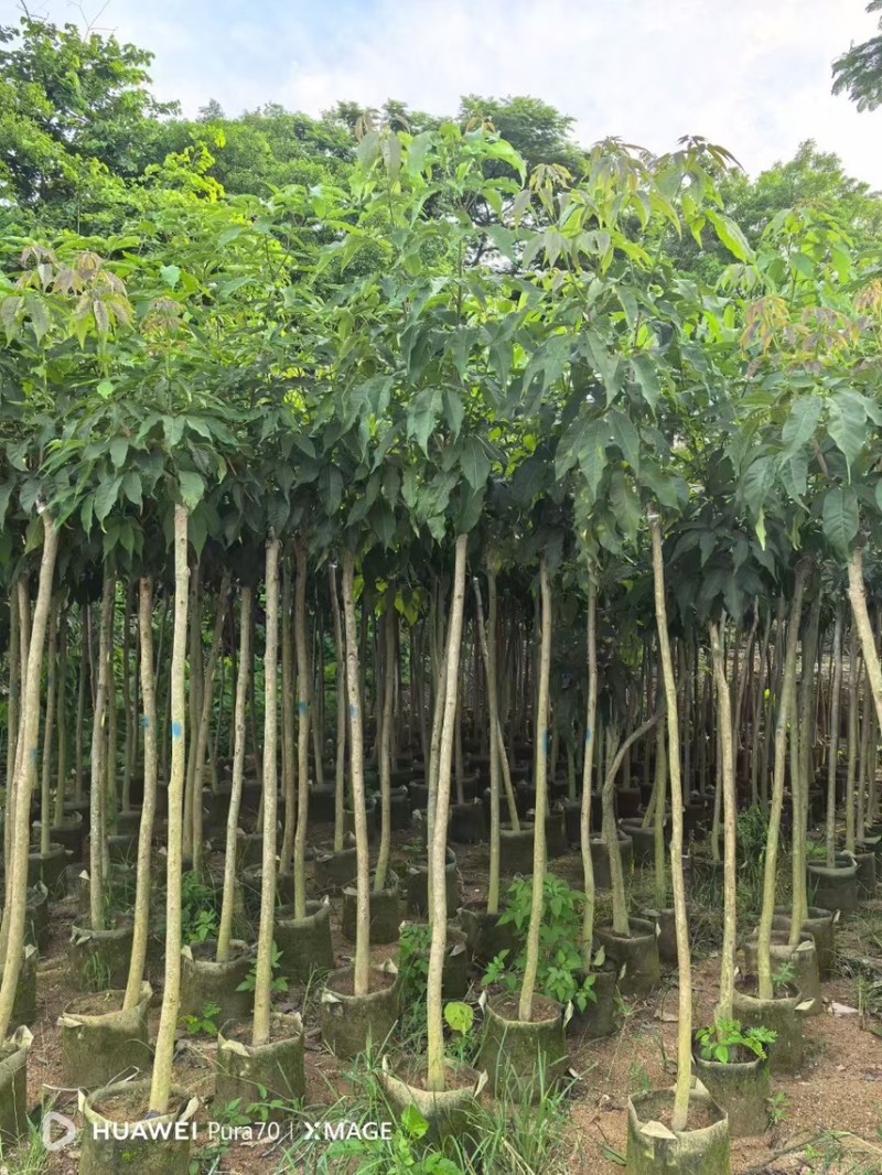 紫花风玲木3-4-5分大量岀售绿美优选品种