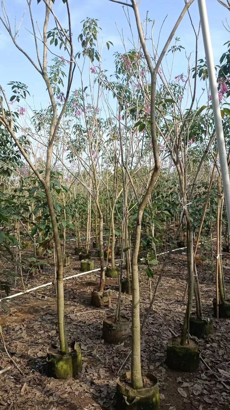 紫花风玲木3-4-5分大量岀售绿美优选品种
