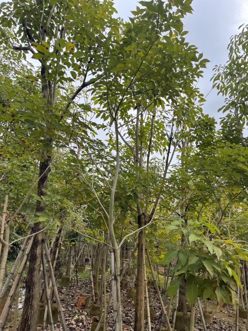紫花风玲木3-4-5分大量岀售绿美优选品种