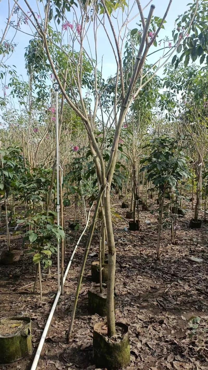 紫花风玲木3-4-5分大量岀售绿美优选品种