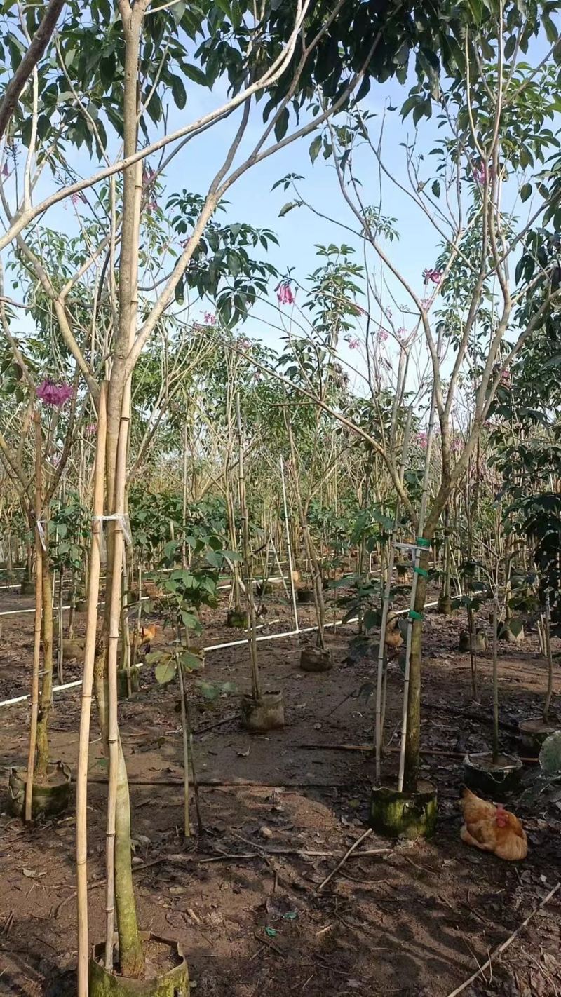 紫花风玲木3-4-5分大量岀售绿美优选品种