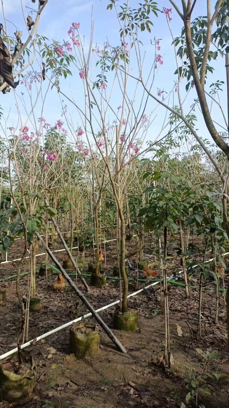 紫花风玲木3-4-5分大量岀售绿美优选品种