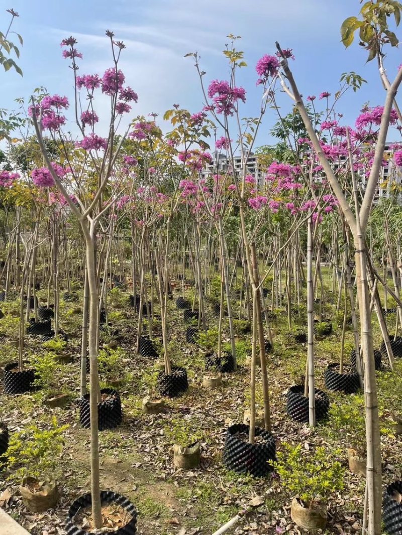 紫花风玲木3-4-5分大量岀售绿美优选品种