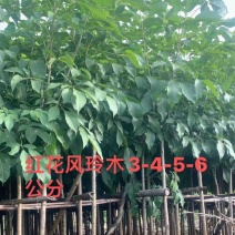红花风玲木3-4-5分基地大量岀售绿美优选品种