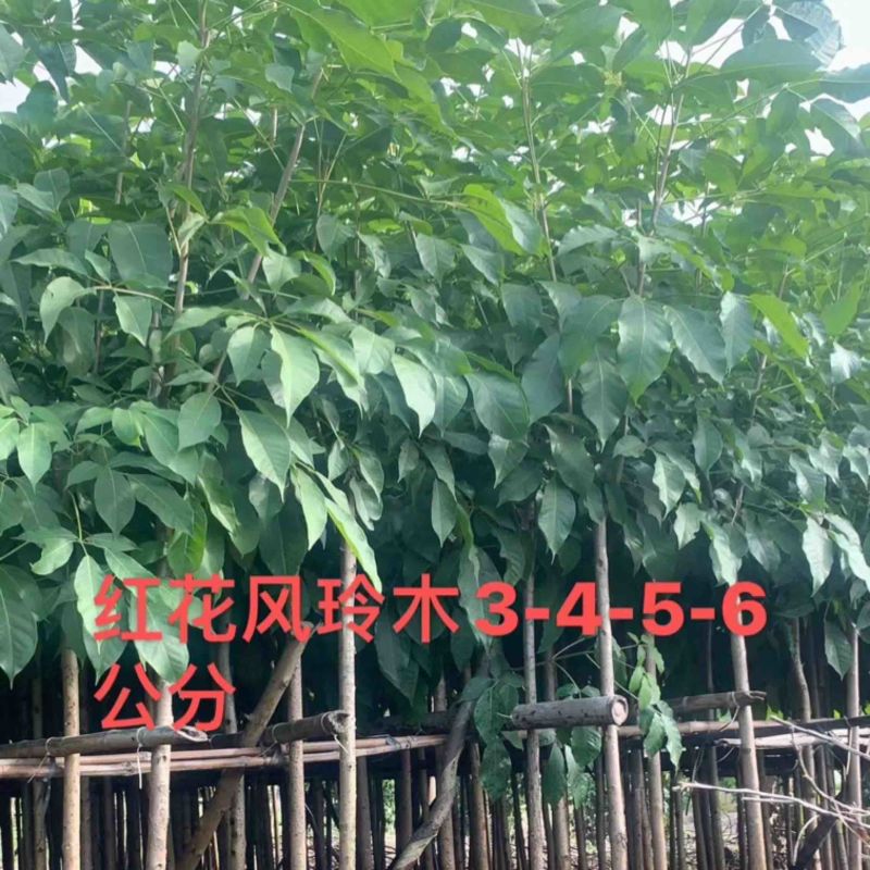 红花风玲木3-4-5分基地大量岀售绿美优选品种
