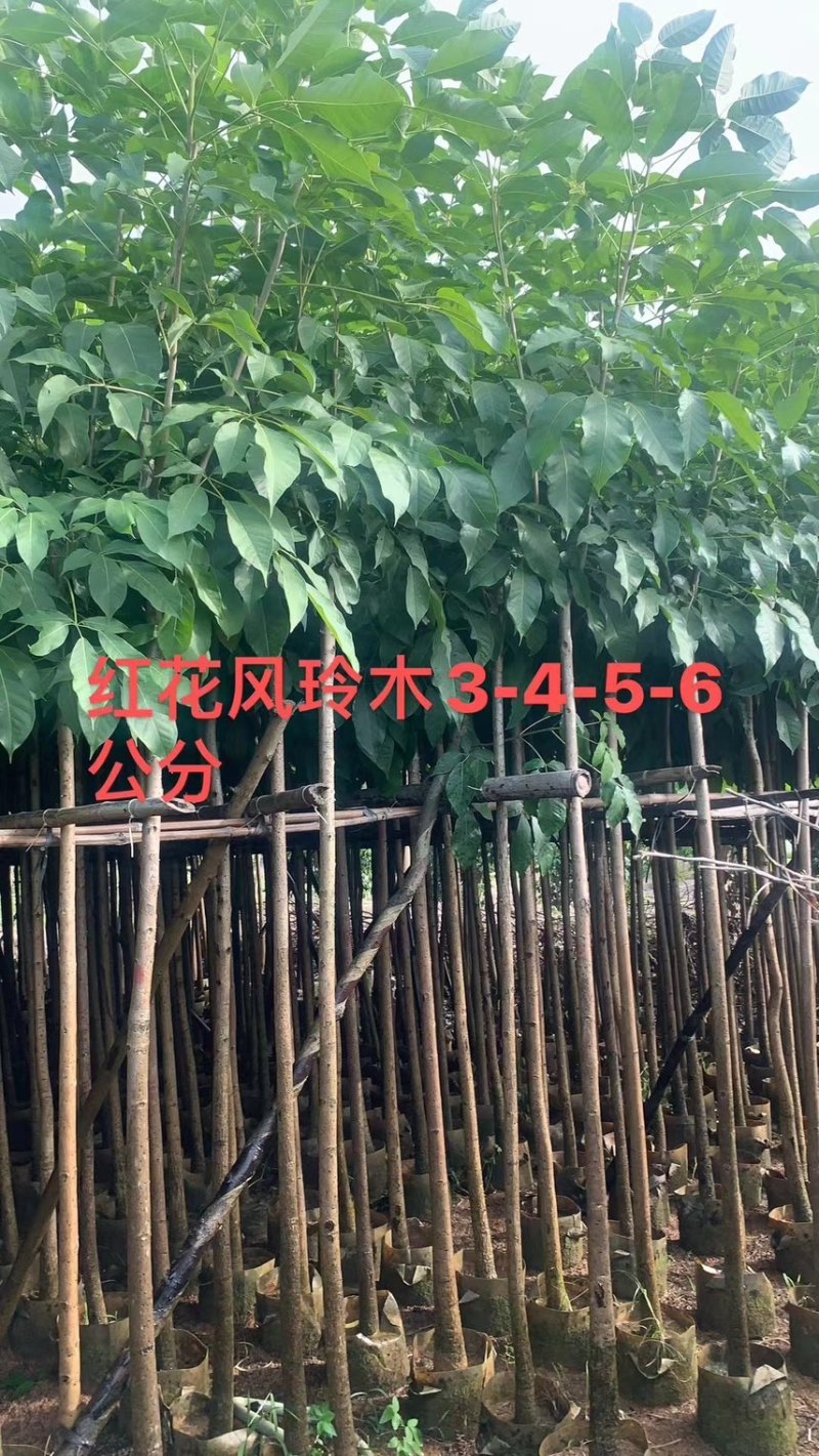红花风玲木3-4-5分基地大量岀售绿美优选品种