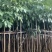 红花风玲木3-4-5分基地大量岀售绿美优选品种