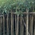 红花风玲木3-4-5分基地大量岀售绿美优选品种