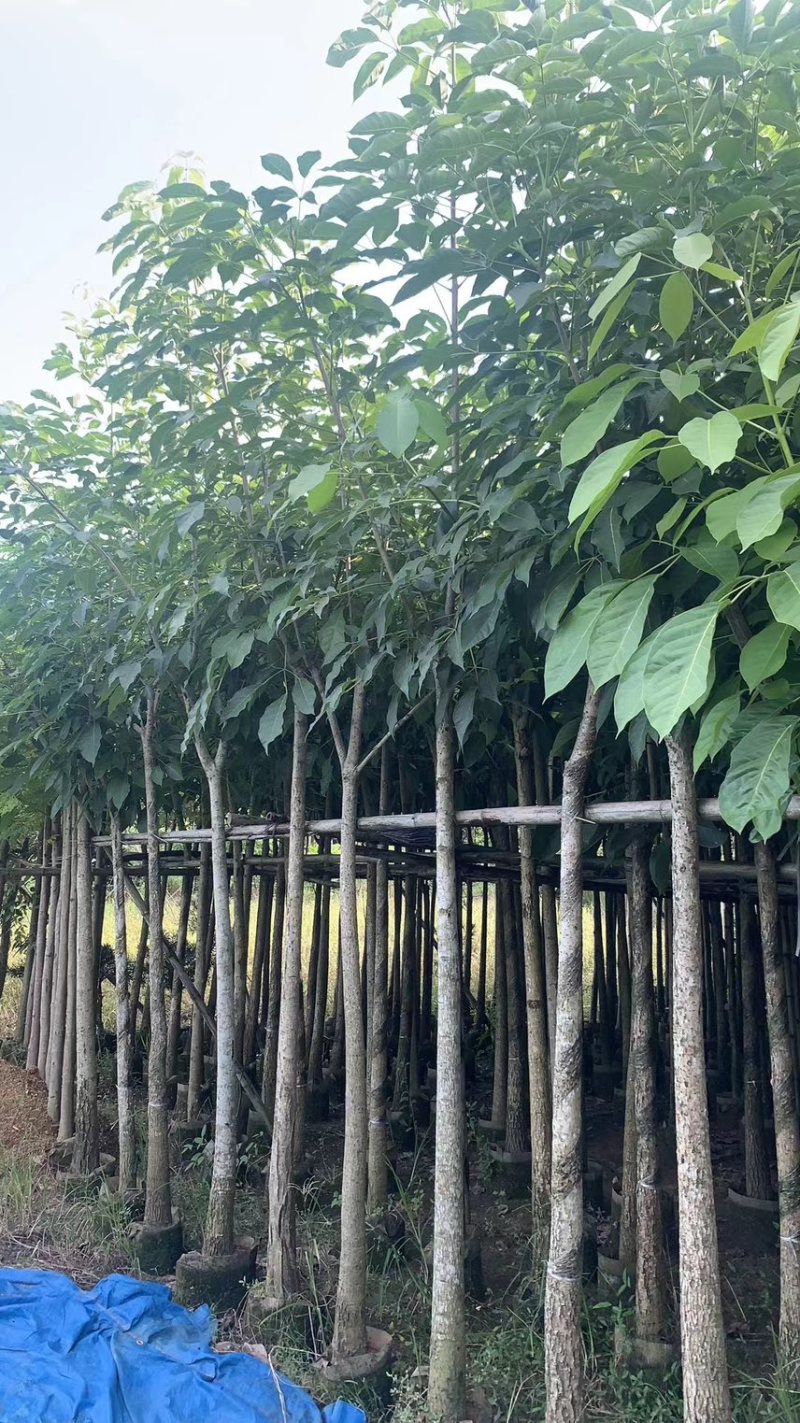 红花风玲木3-4-5分基地大量岀售绿美优选品种