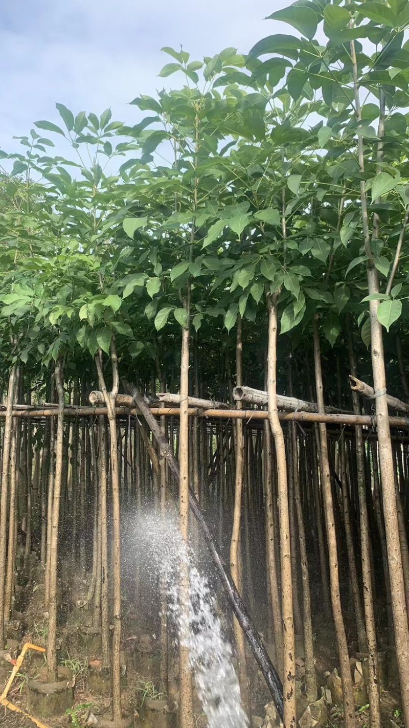 红花风玲木3-4-5分基地大量岀售绿美优选品种