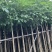 红花风玲木3-4-5分基地大量岀售绿美优选品种