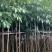 红花风玲木3-4-5分基地大量岀售绿美优选品种
