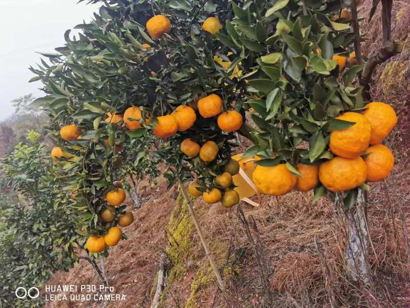 贵州平塘掌布镇成熟碰柑橘子新鲜采摘皮薄香甜多汁大果自产