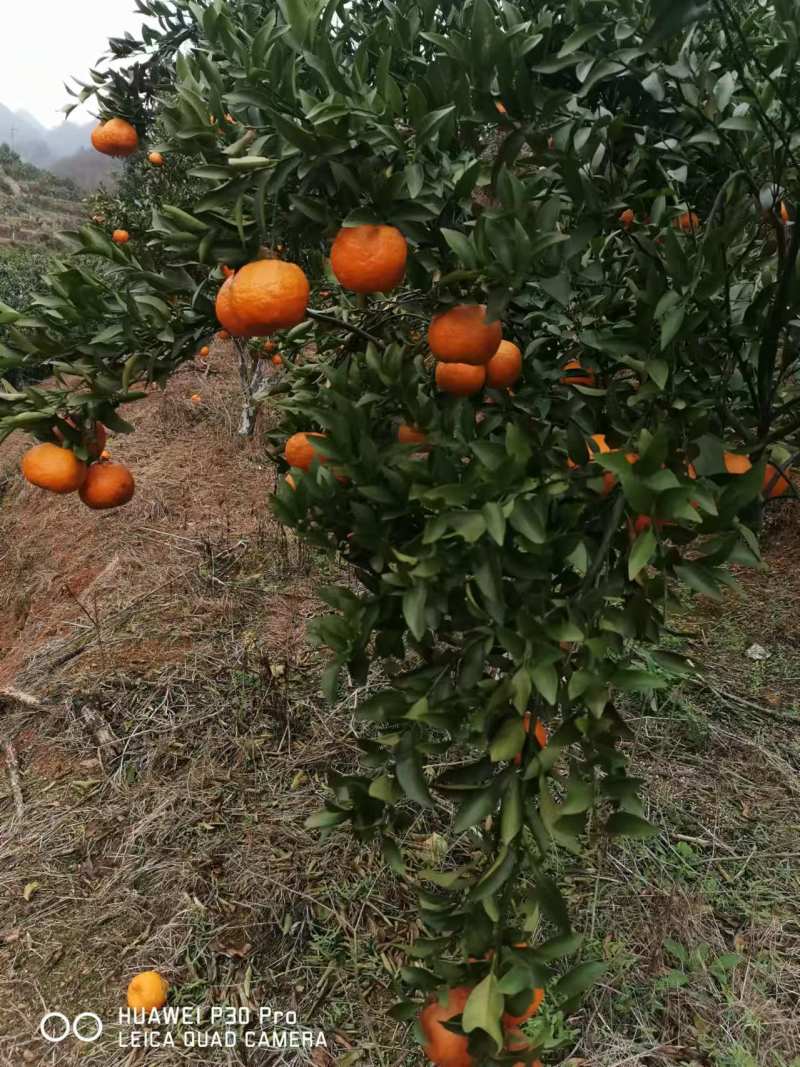 贵州平塘掌布镇成熟碰柑橘子新鲜采摘皮薄香甜多汁大果自产