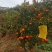 贵州平塘掌布镇成熟碰柑橘子新鲜采摘皮薄香甜多汁大果自产