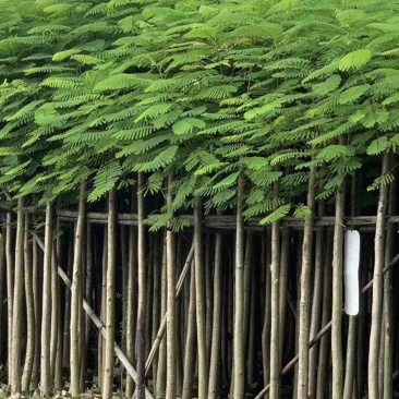 凤凰木3-4-5分基地大量岀售绿美优选品种