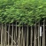 凤凰木3-4-5分基地大量岀售绿美优选品种