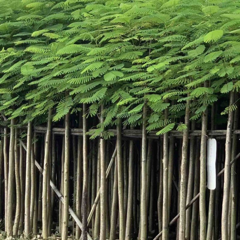 凤凰木3-4-5分基地大量岀售绿美优选品种