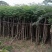 凤凰木3-4-5分基地大量岀售绿美优选品种