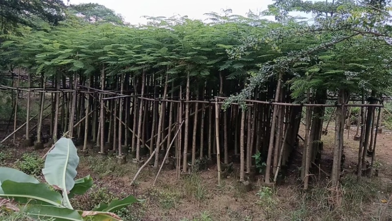凤凰木3-4-5分基地大量岀售绿美优选品种