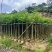 凤凰木3-4-5分基地大量岀售绿美优选品种