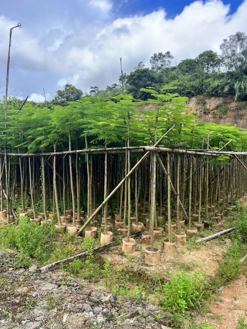 凤凰木3-4-5分基地大量岀售绿美优选品种