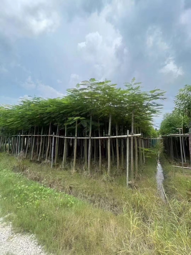 凤凰木3-4-5分基地大量岀售绿美优选品种