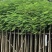 凤凰木3-4-5分基地大量岀售绿美优选品种