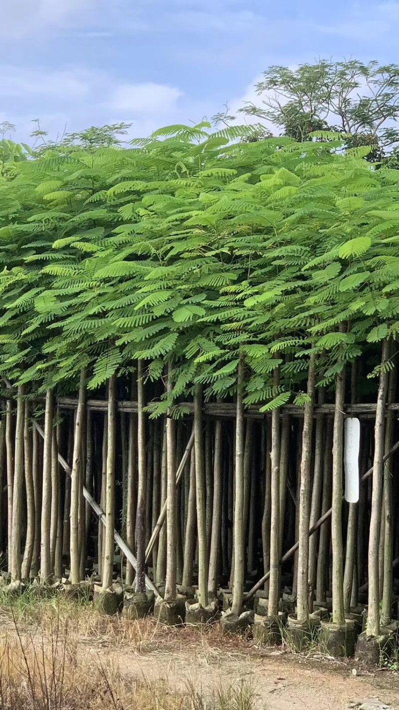 凤凰木3-4-5分基地大量岀售绿美优选品种