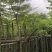 凤凰木3-4-5分基地大量岀售绿美优选品种