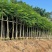 凤凰木3-4-5分基地大量岀售绿美优选品种