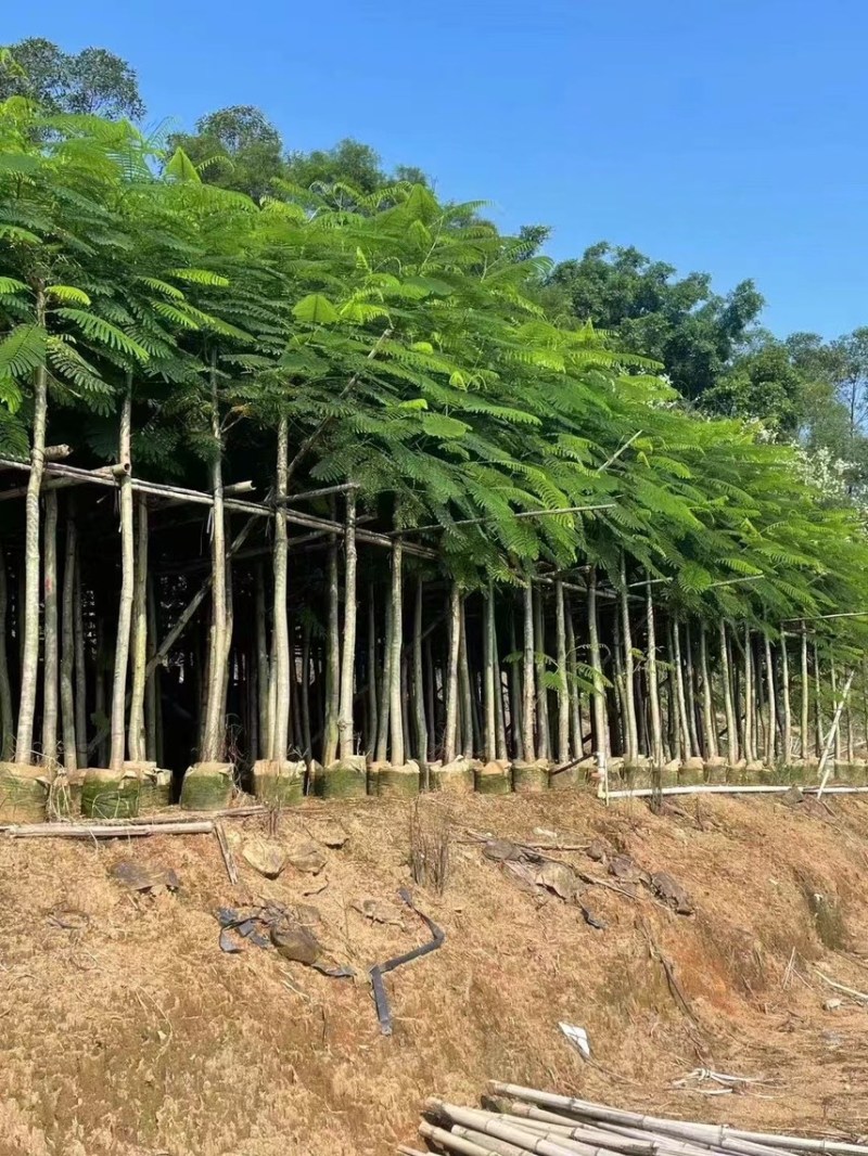凤凰木3-4-5分基地大量岀售绿美优选品种