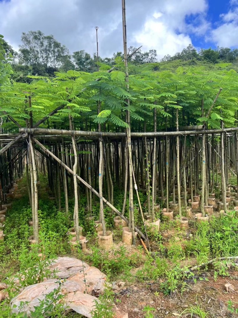凤凰木3-4-5分基地大量岀售绿美优选品种