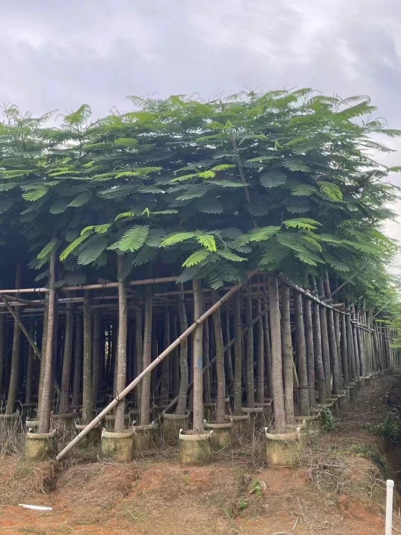 凤凰木3-4-5分基地大量岀售绿美优选品种