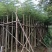 凤凰木3-4-5分基地大量岀售绿美优选品种